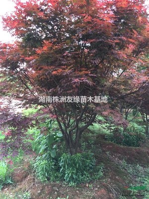 出售湖南紅楓、紅楓小苗、日本紅楓、美國紅楓、青楓、本地紅楓