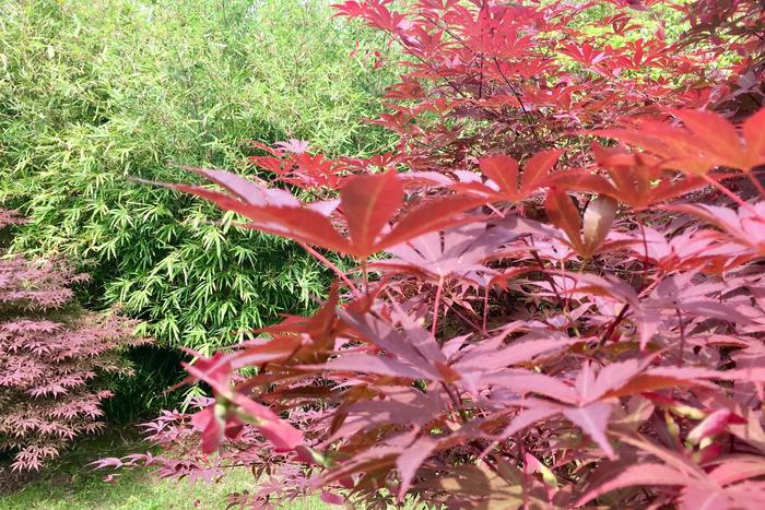 羽毛楓、日本紅楓的果實