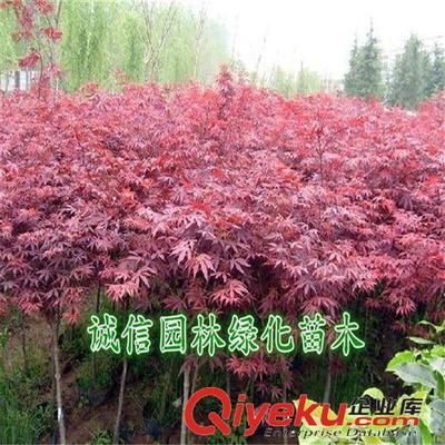 紅楓樹 紅楓樹苗 紅楓苗 紅楓盆景 日本紅楓樹 日本紅楓樹苗-沭陽縣誠信園林綠化苗木基地提供紅楓樹 紅楓樹苗 紅楓苗 紅楓盆景 日本紅楓樹 日本紅楓樹苗的相關介紹、產品、服務、圖片、價格沭陽縣誠信園林綠化苗木基地、喬木;苗木