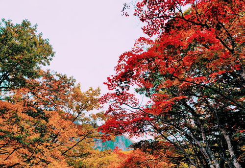 漫山紅楓葉的層云峽,是很多人 追楓 的第一站