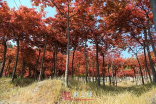 福州驚現(xiàn)秋天的童話 日本紅楓 漫山杜鵑...快來