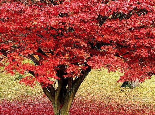 日本紅楓栽培技術(shù)簡介