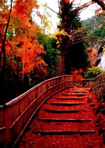 日本紅楓買回種上三天怎么葉子有點(diǎn)干了