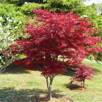 5公分日本紅楓樹(shù) 8公分多規(guī)格 風(fēng)景樹(shù) 公園造景栽植苗木