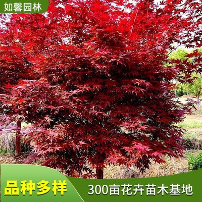 日本紅楓樹(shù)苗 園林行道樹(shù)綠化 景觀街道觀賞彩葉樹(shù)種