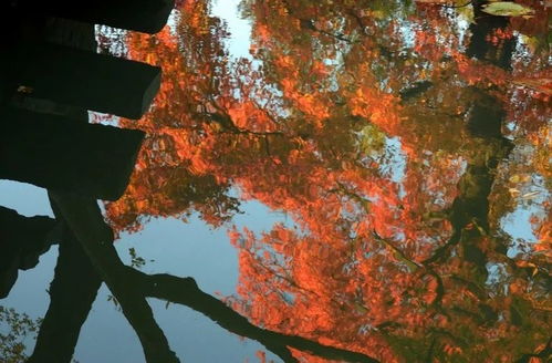 還搶日本紅楓季機(jī)票 喂,咱身邊這明朝古楓完全媲美