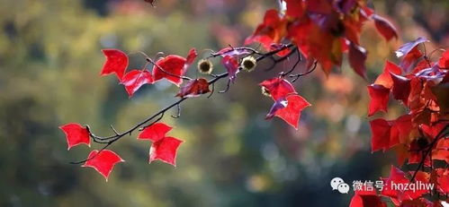 12月9日天平山紅楓盡染,太湖岸水天一色,賞景品蟹兩不誤188元 人 門(mén)票全含