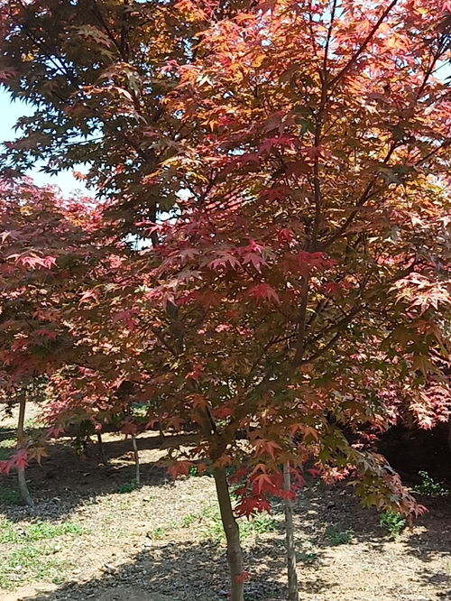 4公分日本紅楓價(jià)格 江蘇日本紅楓基地批發(fā)價(jià)格