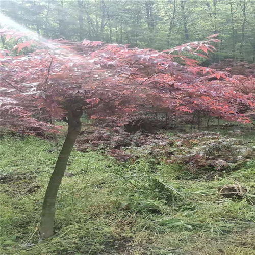 【山西日本紅楓基地批發(fā)】-