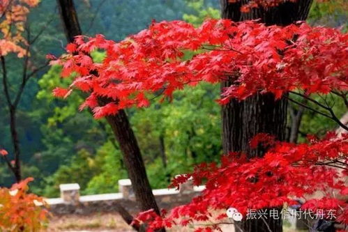 特價138元 天橋溝賞楓一日游