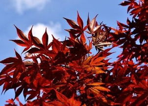 日本紅楓盆栽需要怎么養(yǎng)護 與國產(chǎn)紅楓有什么區(qū)別 苗木多少錢一棵