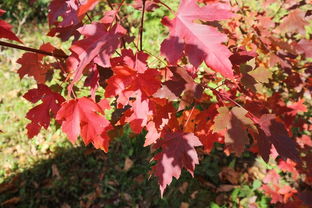 不負(fù)秋日好時(shí)光 桓仁楓林谷一日游