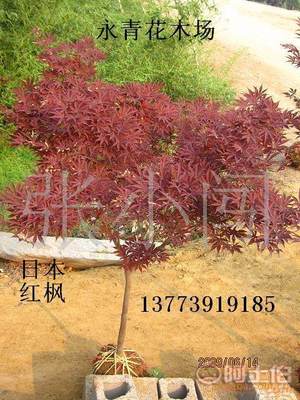 【現(xiàn)貨出售3公分日本紅楓、中國(guó)紅楓、基地實(shí)物照片、歡迎選購(gòu)】 - 產(chǎn)品庫(kù) - 沭陽縣永青花木場(chǎng)