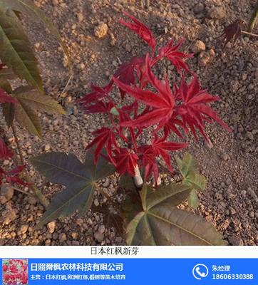 湖北紅葉雞爪槭,舜楓農(nóng)林,紅葉雞爪槭價格