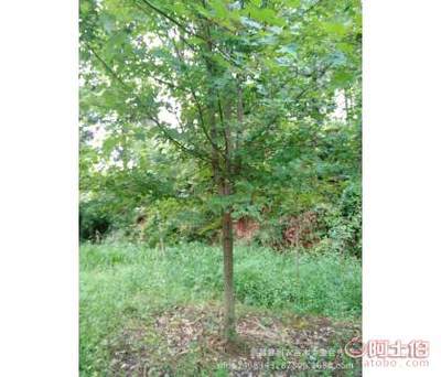 【大量批發(fā)夕陽紅秋火焰美國紅楓中國紅楓日本紅楓規(guī)格齊全】新昌縣利農(nóng)苗木專業(yè)合作社 - 產(chǎn)品庫