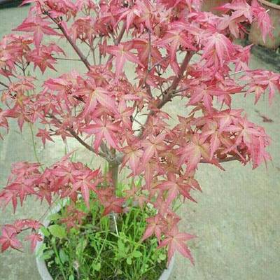 日本紅楓紅舞姬哪個品牌好