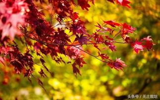 2018年紅紅火火旺一年的盆景送給你