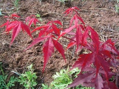 日本紅楓小苗銷售價格-海商網,花草樹木產品庫