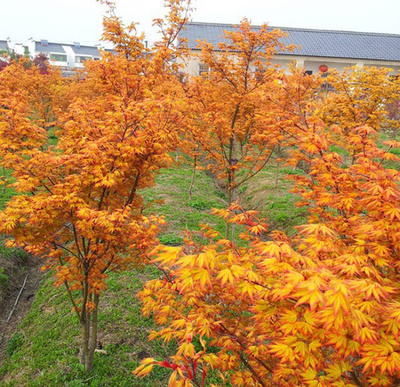 黃金楓 紅楓 紅舞姬 黃金楓苗日本紅楓樹(shù)苗