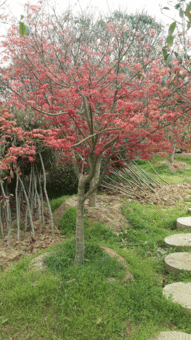 高度400厘米米徑10厘米地徑12厘米冠幅300厘米日本紅楓價(jià)格 圖片 行情 報(bào)價(jià) 中國(guó)花木網(wǎng)