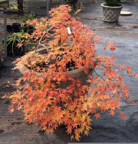 日本楓樹流泉哪家好