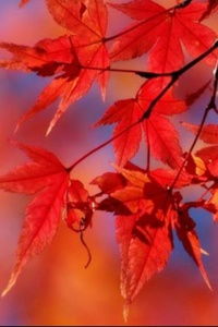 從化石門國家森林公園賞紅楓梅花一日游