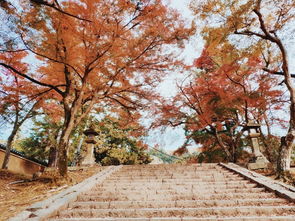 錯(cuò)過(guò)了4月的櫻花,還有11月的紅楓 一家人歡樂(lè)日本游 后附詳細(xì)行程