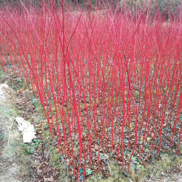 赤楓小苗紅桿子楓樹(shù)新品珊瑚閣日本紅楓樹(shù)苗