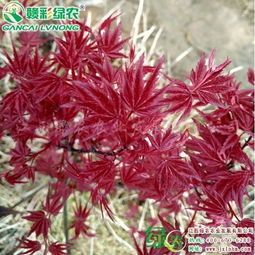 日本紅楓紅舞姬和火焰楓有什么區(qū)別 哪個(gè)顏色更紅
