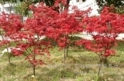 供應(yīng) 沈陽(yáng)日本紅楓/日本紅楓/日本紅楓哪里好/遼寧日本紅楓圖片_高清圖_細(xì)節(jié)圖-沈陽(yáng)市云廣彩葉苗木種植基地