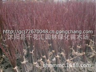 批發 紅楓 嫁接紅楓 紅楓小苗 紅楓苗 日本紅楓_家用電器_世界工廠網