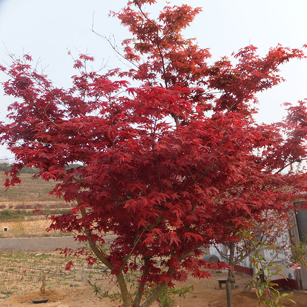 日本紅楓,舜楓農林,日本紅楓紫秀
