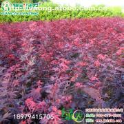 【日本紅楓三季紅】紅楓,價格,廠家,圖片,供應商,花木,宜黃縣綠農農業(yè)發(fā)展 - 產品庫 - 阿土伯交易網(wǎng)