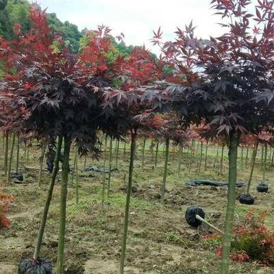 日本紅楓紅舞姬介紹