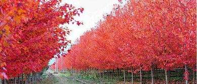 美國紅楓'十月光輝'的種植方法與園林用途，以及小苗價格與基地介紹——兼談日本紅楓的區別