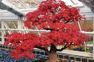 日本紅楓盆景制作指南