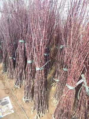 紅楓小苗產地直發 美國、日本與中國品種比較