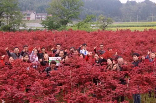 楓情萬種之日本紅楓“紅舞姬” 一樹絢爛，舞動秋色