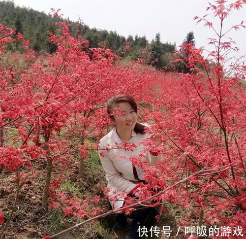 楓情萬種之日本紅楓 紅舞姬的絢爛與雅韻